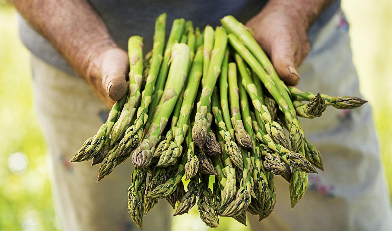 coltivare asparagi come dove e quando piantarli it 000