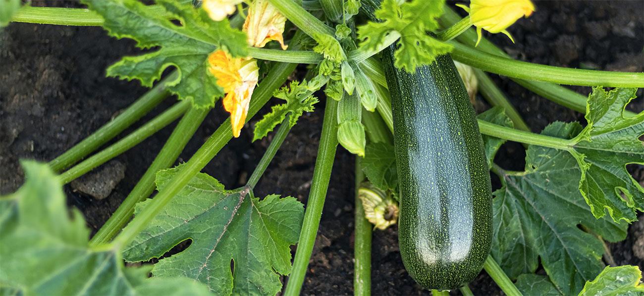 Coltivare zucchine: come, dove e quando piantarle 1 coltivare zucchine come dove e quando piantarle it 000