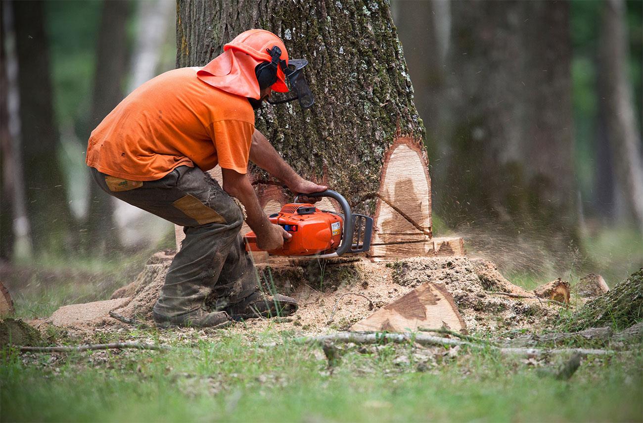 come abbattere un albero in tutta sicurezza it 000