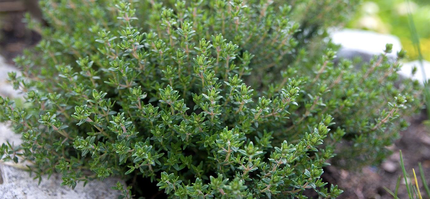 Come coltivare il timo: balcone o giardino? 1 come coltivare il timo balcone o giardino it 000