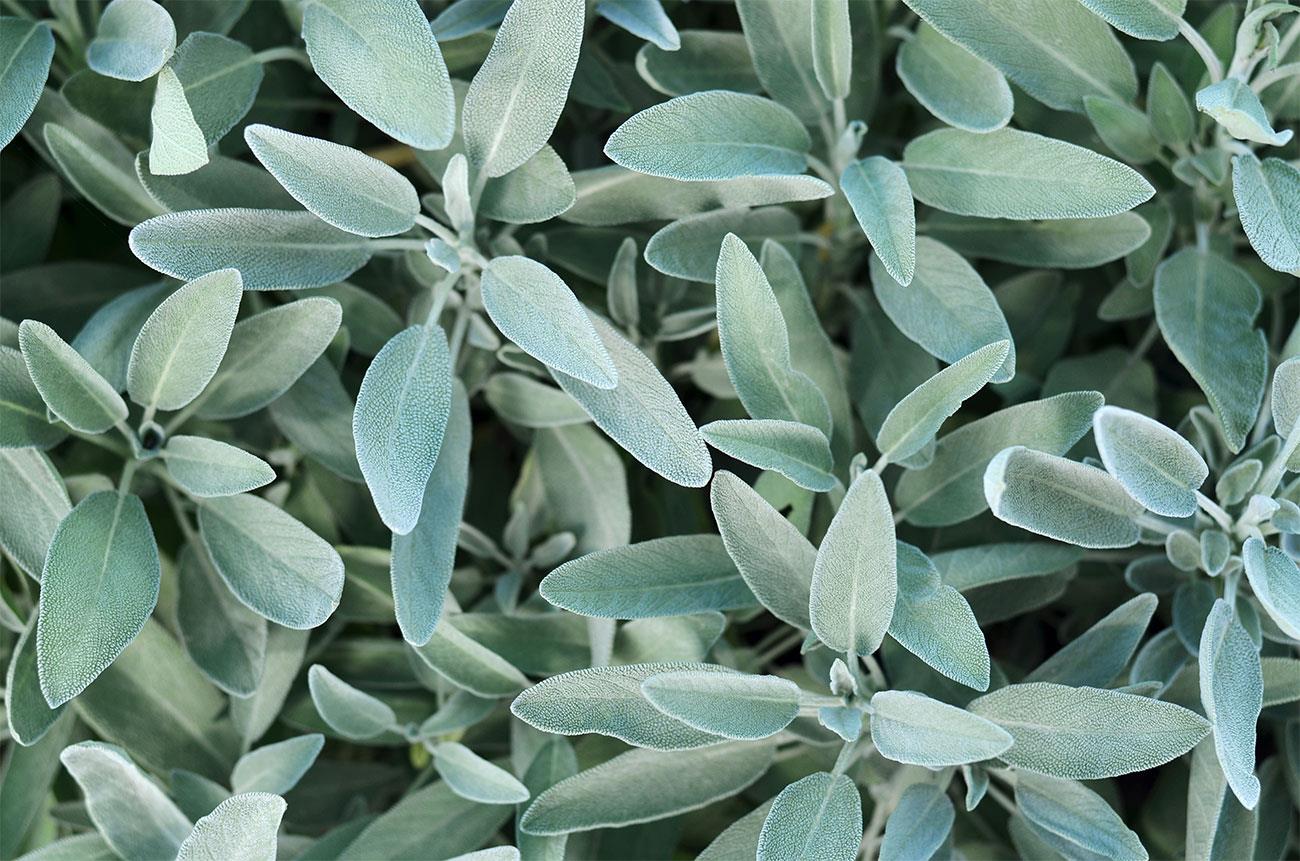 Come coltivare la salvia: consigli per la cura e la potatura 1 come coltivare la salvia it 000