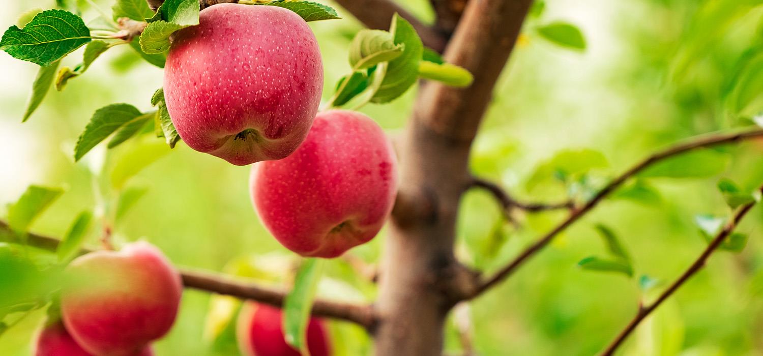 come innestare alberi da frutto it 000