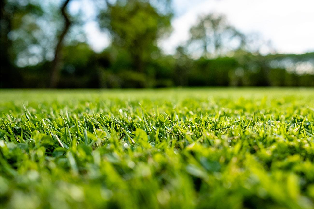 concime e semina prato giardino rigenerazione erba it 000