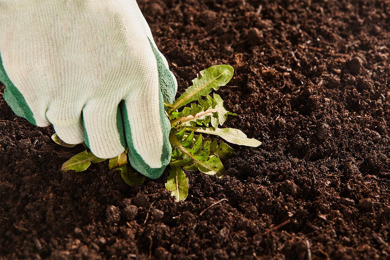 Eliminare erbacce dal giardino: guida pratica per un prato sano e rigoglioso 1 eliminare erbacce dal giardino guida pratica it 000