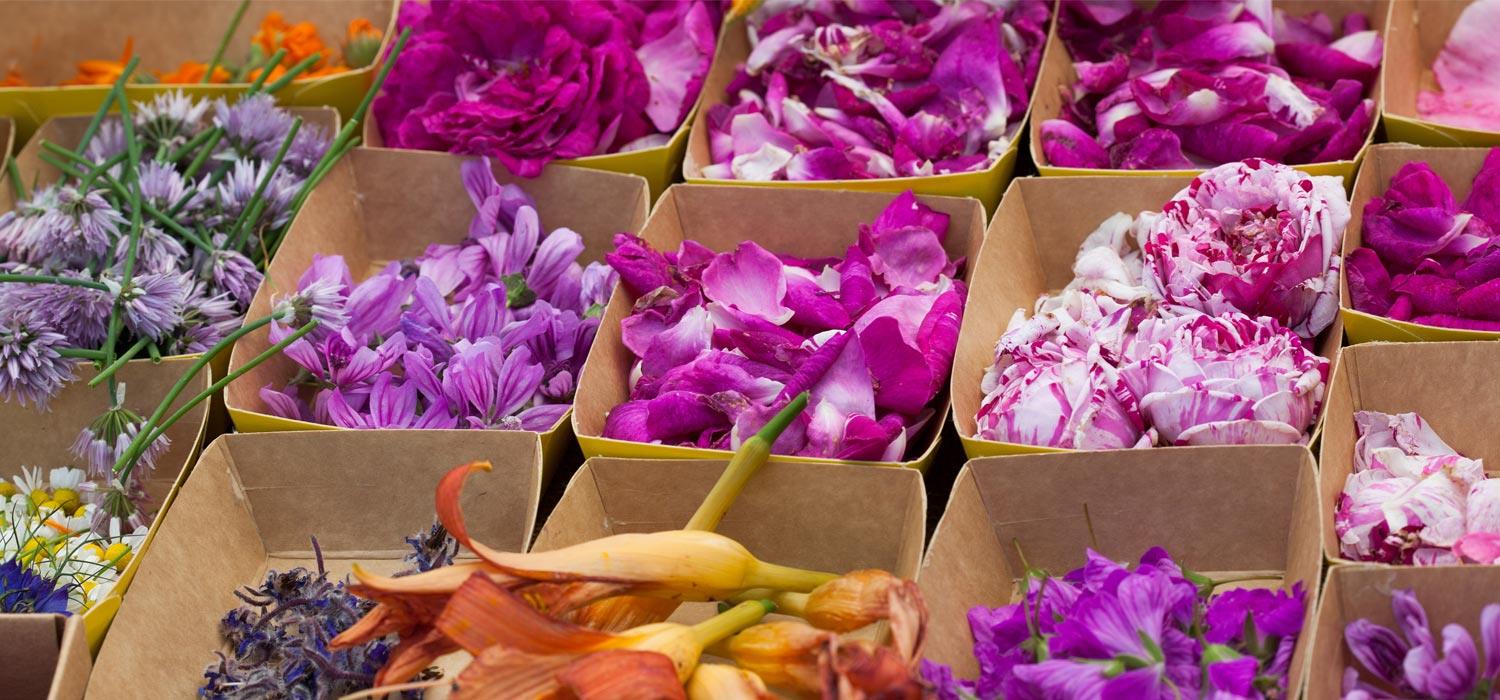 fiori commestibili quali sono e come coltivarli 000 it