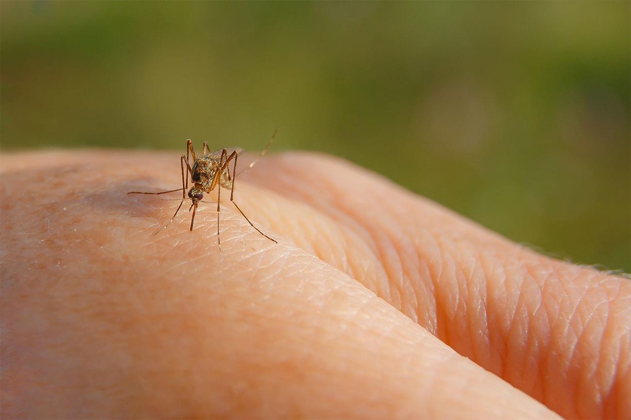 Estate e zanzare. Il virus Zika e la disinfestazione del giardino 1 il virus zika e la disinfestazione del giardino 1 it 000