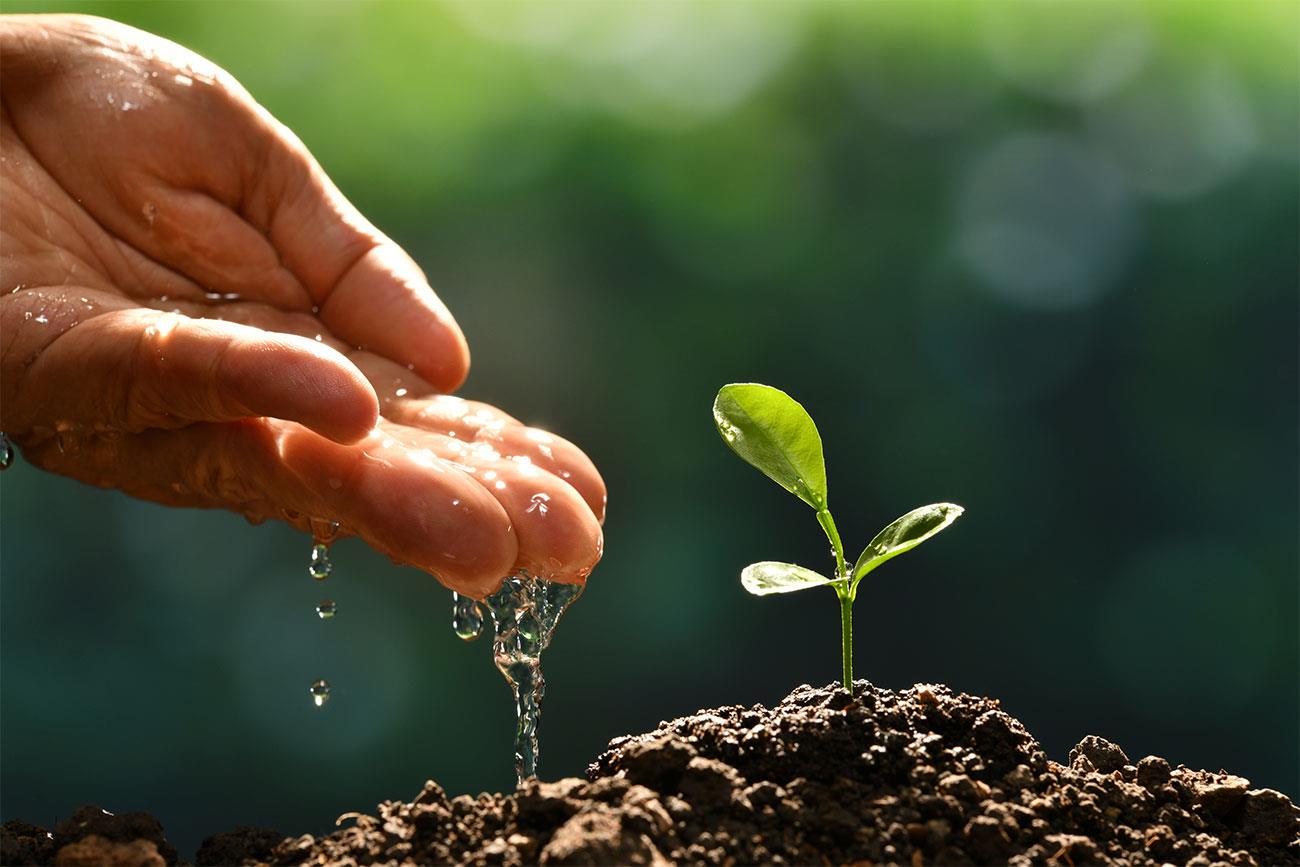l innaffiatura irrigare prato giardino bere acqua it 000