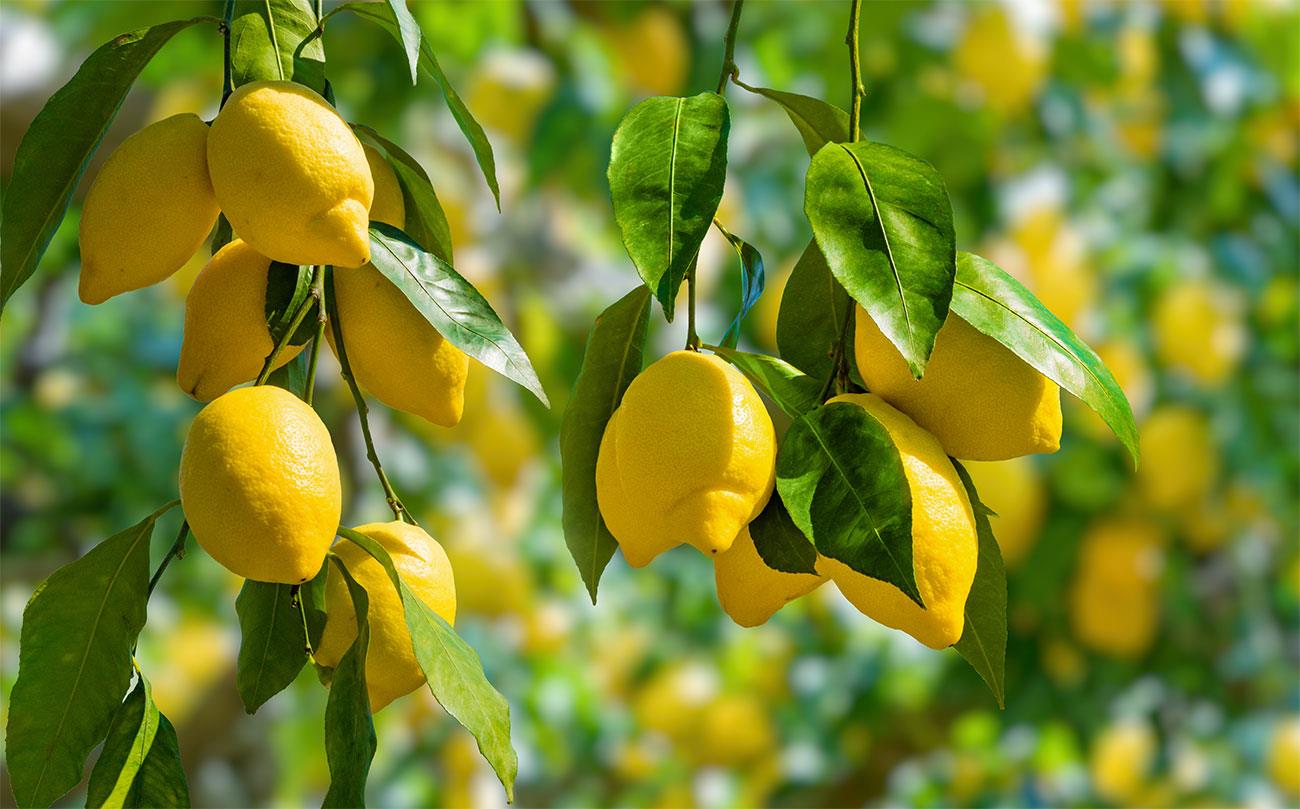 Malattie del limone: quali sono le più comuni e come curarle 1 malattie del limone quali sono le piu comuni 2 it 000