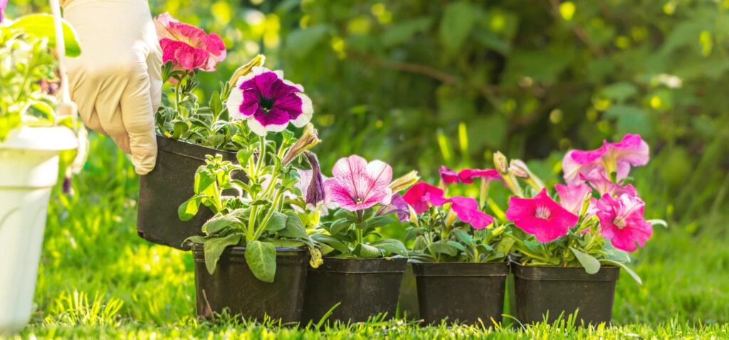 Piante e fiori da piantare in giardino ad aprile: guida completa
