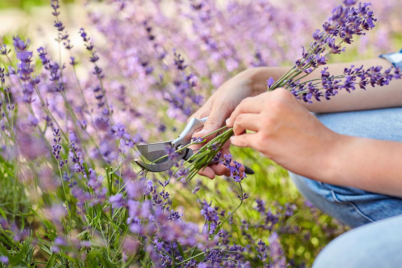 potatura lavanda come e quando farla 1 it 000