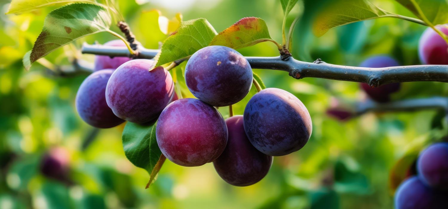 potatura susino come e quando farla it 000