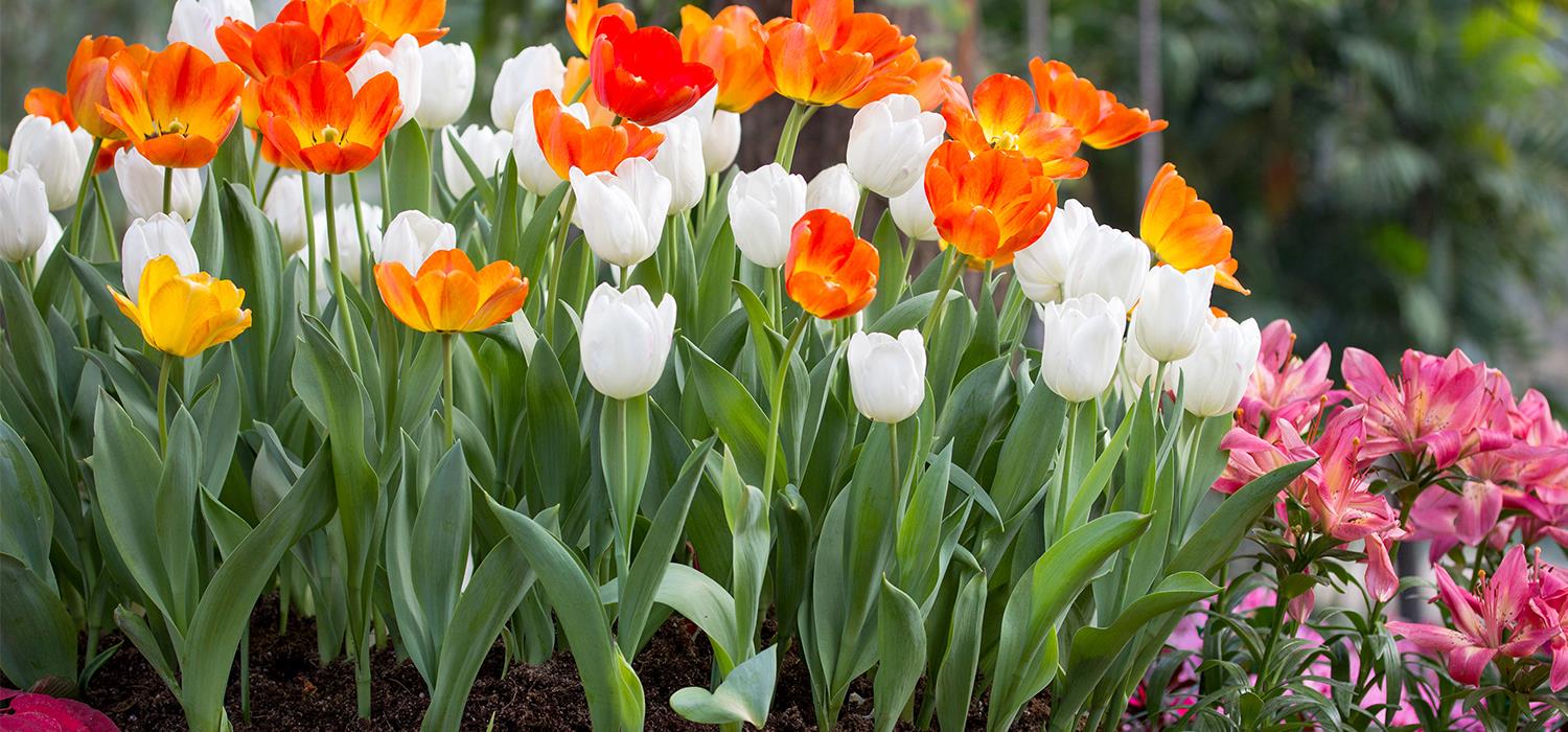 quali sono i fiori da piantare a gennaio it 000