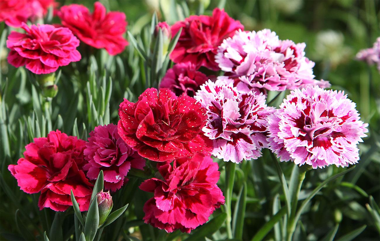 Quali sono i fiori da piantare a maggio e come coltivarli 1 quali sono i fiori da piantare a maggio e come coltivarli 1 it 000