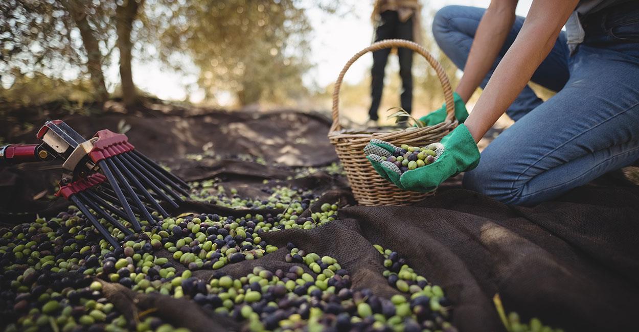 Quando va fatta la raccolta delle olive? Quali strumenti servono? 1 quando va fatta la raccolta delle olive quali strumenti servono it 000