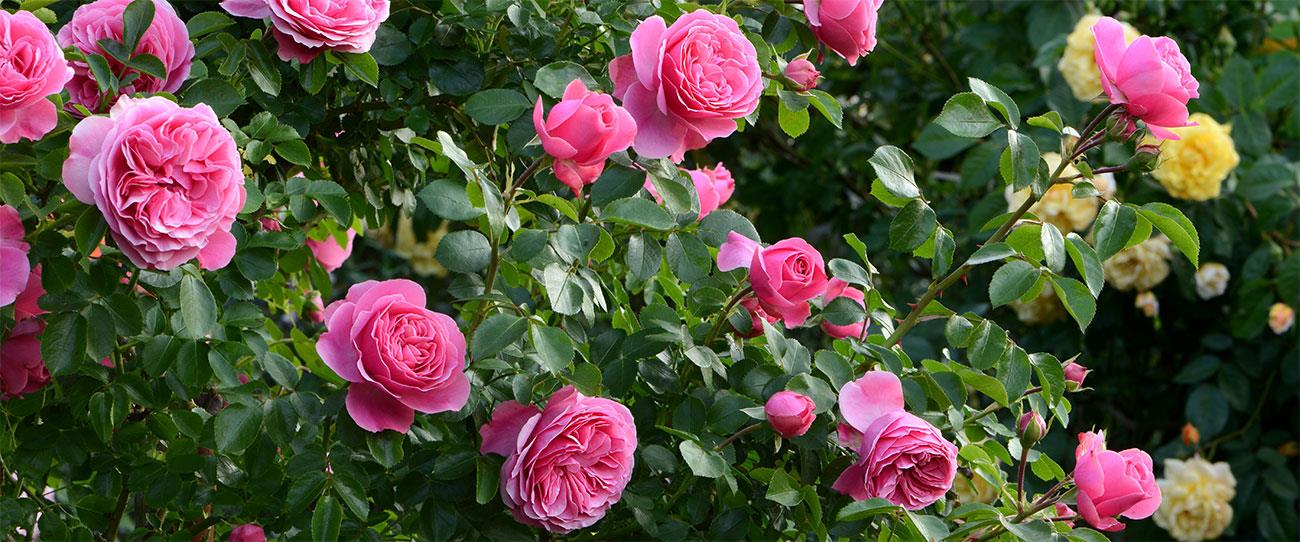 Come prendersi cura delle nostre piante ornamentali durante la primavera 1 rose siepi potatura piante ornamentali primavera it 000